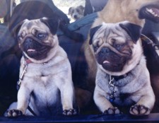 Pugs